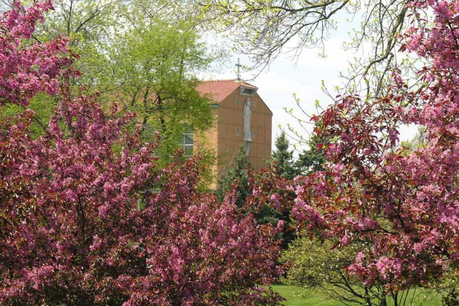 Flowering trees on our beautiful campus