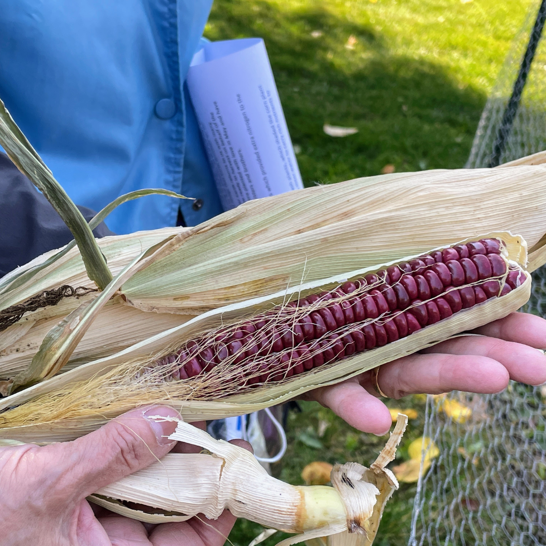 Kickapoo Red Flint Corn Planting Blessing • Wheaton Franciscans