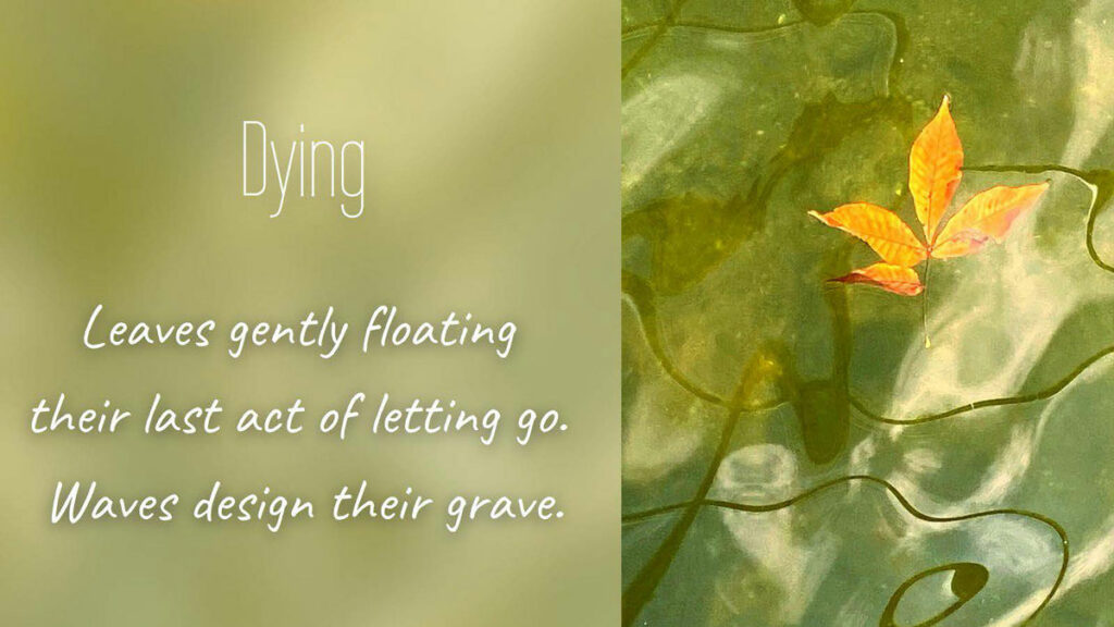 Photo taken by Sister Alice of an Autumn leaf floating on a swirl of river water. The accompanying Haiku:
Title: Dying
Leaves gently floating 
their last act of letting go. 
Waves design their grave.